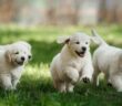 Lustige Hundenamen: 30 Hundenamen mit Witz ( Foto: Shutterstock-dezy )