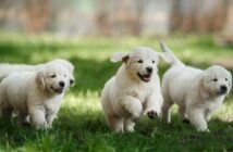Lustige Hundenamen: 30 Hundenamen mit Witz ( Foto: Shutterstock-dezy )