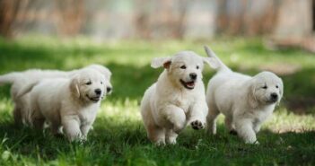 Lustige Hundenamen: 30 Hundenamen mit Witz ( Foto: Shutterstock-dezy )