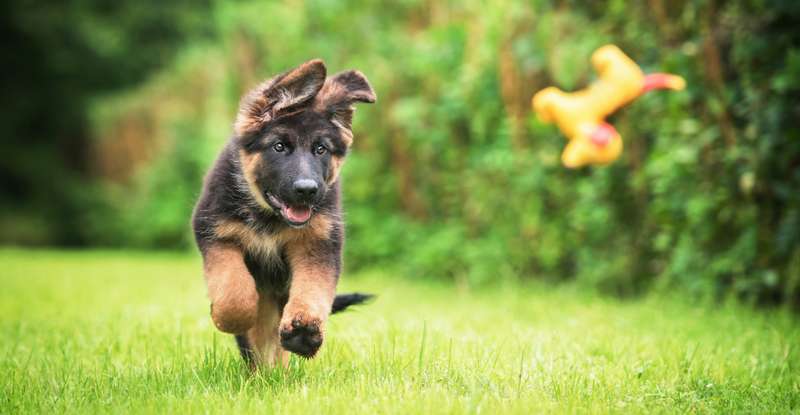 Auch lustige Hundenamen schmeicheln Hündinnen sehr. Nicht zuletzt deswegen, weil sie der Hündin das gewisse Etwas verleihen ( Foto: Shutterstock - Rita Kochmarjova )