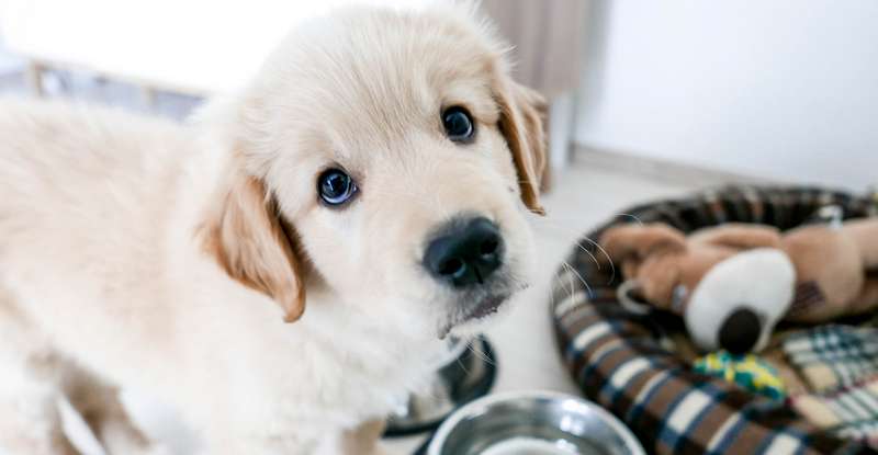 Gerade Welpen bringen uns des Öfteren zum Lachen, ein lustiger Name unterstreicht zusätzlich den Witz des Hundes ( Foto: Shutterstock-belefront_)