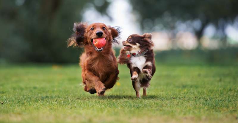 Ein Hund ist oft der beste Freund des Menschen ( Foto: Shutterstock-otsphoto )