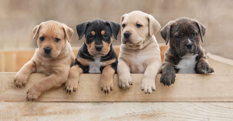 Gleich vier Namen auszusuchen ist nicht ganz einfach ( Foto: Shutterstock- Rita_Kochmarjova )