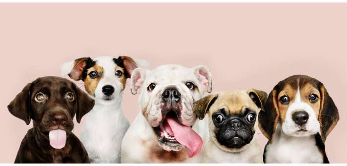 Süße Hundenamen: 30 süße Hundenamen zum Verlieben ( Foto: Shutterstock-Rawpixel.com )