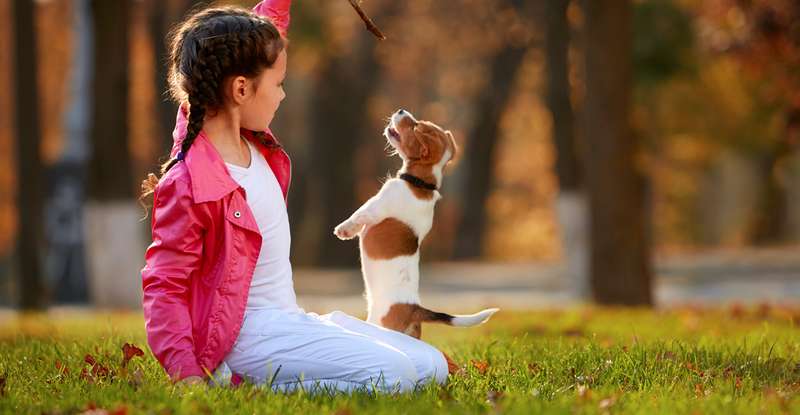 Hunde spielen gerne mit Kindern und sind dabei mindestens genauso begeistert ( Foto: Shutterstock - Oleksiy Rezin )