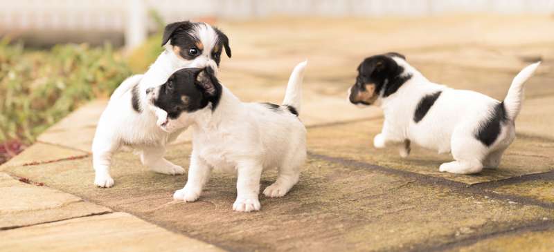 Welpen sind drollig beim Spielen und süß zu betrachten ( Foto: Shutterstock- thka_)