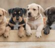 Schöne Hundenamen: 30 schöne Hundenamen für Ihren Liebling ( Foto: Shutterstock-Rita_Kochmarjova )
