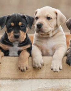 Schöne Hundenamen: 30 schöne Hundenamen für Ihren Liebling ( Foto: Shutterstock-Rita_Kochmarjova )