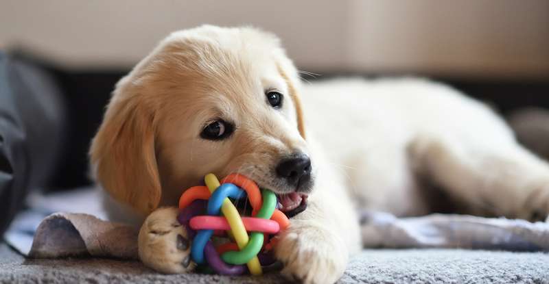 Hunde sind die besten Freunde, verspielt und so liebenswert ( Foto: Shutterstock- Photology1971 )