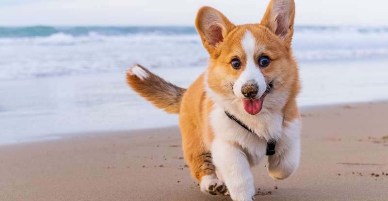 Hundenamen sollen gut gewählt sein und den Charakter des Hundes bestenfalls unterstreichen ( Foto: Shutterstock- KaryB_)