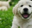 Beliebte Hundenamen: 30 Klassiker-Hundenamen mit Esprit ( Foto: Shutterstock HQuality )