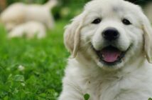 Beliebte Hundenamen: 30 Klassiker-Hundenamen mit Esprit ( Foto: Shutterstock HQuality )