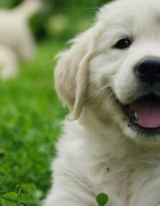 Beliebte Hundenamen: 30 Klassiker-Hundenamen mit Esprit ( Foto: Shutterstock HQuality )