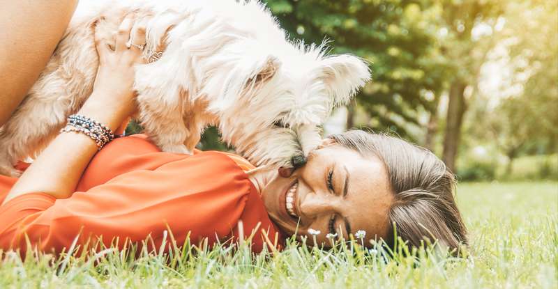 Hunde sind sehr verspielt und genießen die gemeinsame Zeit | Foto: Shutterstock- DavideAngelini )