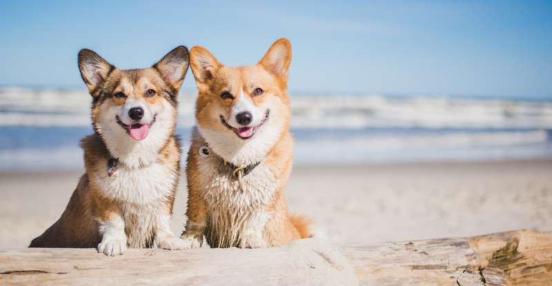 Hunde lassen die Seele von uns Menschen lachen | Foto: Shutterstock-Jus_Ol )