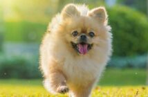 Seltene Hundenamen: 30 einzigartige Hundenamen ( Foto: Shutterstock- wirakorn deelert )