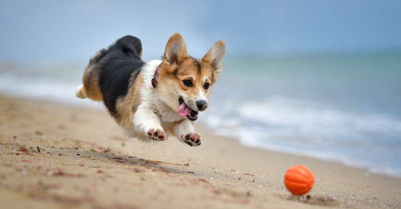Drolllig und süß spielen Welpen am Strand  Foto: Shutterstock; MDavidova )