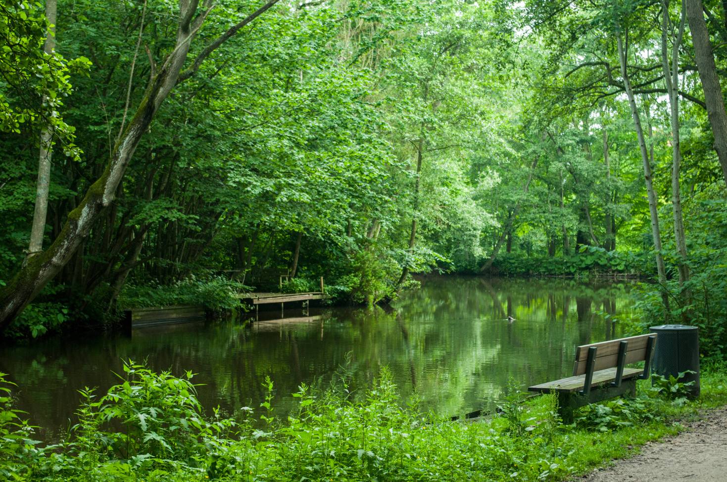 Der Wald in Oksbøl ist ein Paradies für Hunde. Der  Wald besteht aus einem über hundert Jahre alten Eichenwald. (Foto: AdobeStock - jonas leonasEyeEm)