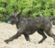 Berger de Picardie Welpen (Foto: Adobe Stock-Dogs)