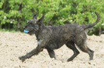 Berger de Picardie Welpen (Foto: Adobe Stock-Dogs)