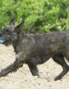 Berger de Picardie Welpen (Foto: Adobe Stock-Dogs)