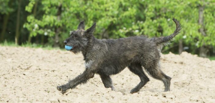 Berger de Picardie Welpen (Foto: Adobe Stock-Dogs)