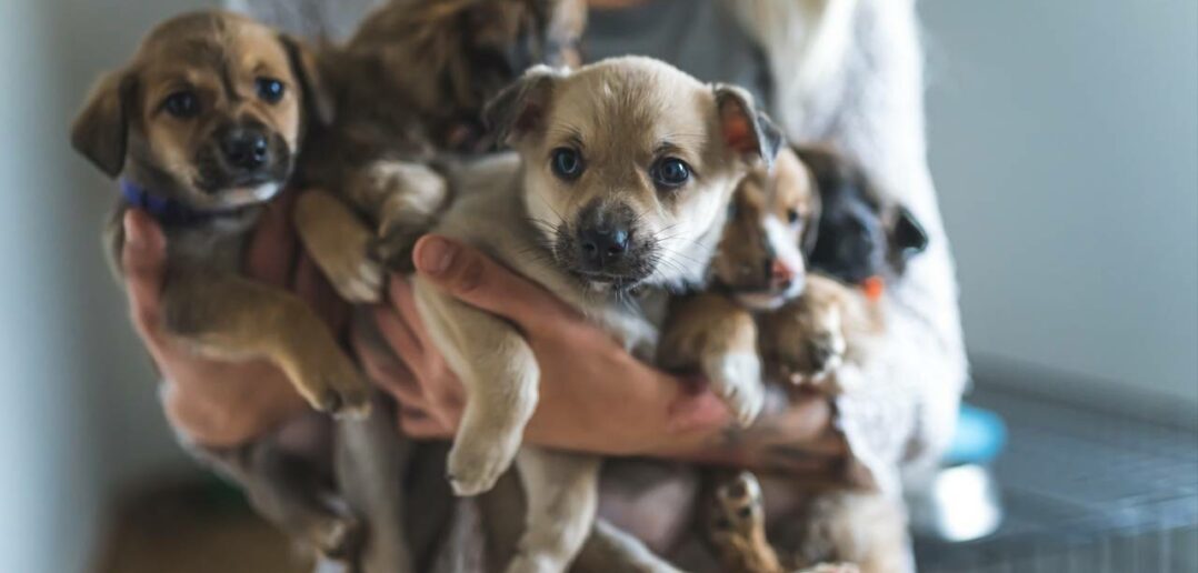 Welpen adoptieren: Tipps für den richtigen Start (Foto: Adobe Stock-PoppyPix )