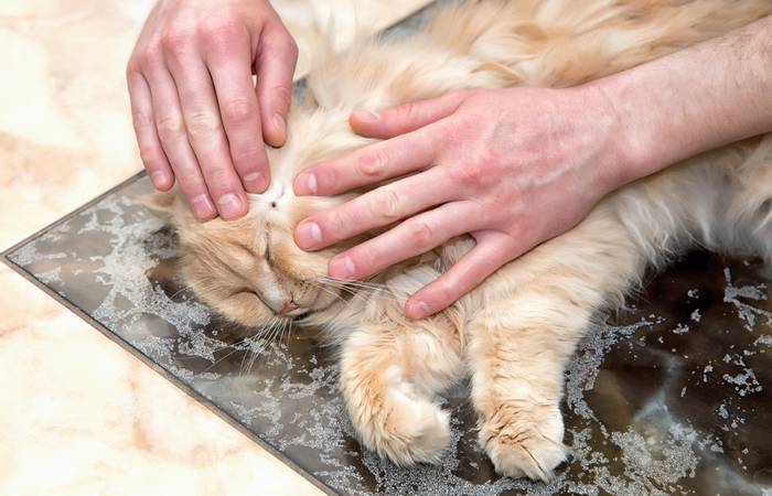 Es liegt auf der Hand, wie entscheidend es ist, Zeckenbisse so früh wie möglich zu bemerken. (Foto: AdobeStock - 282115714  AnastazjaSoroka) 