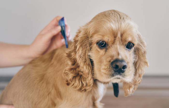 Zeckenbisse können zu ernsthaften gesundheitlichen Problemen führen, wenn die infizierte Zecke Krankheitserreger auf den Hund überträgt. (Foto: AdobeStock - 624899682  Dima Anikin)