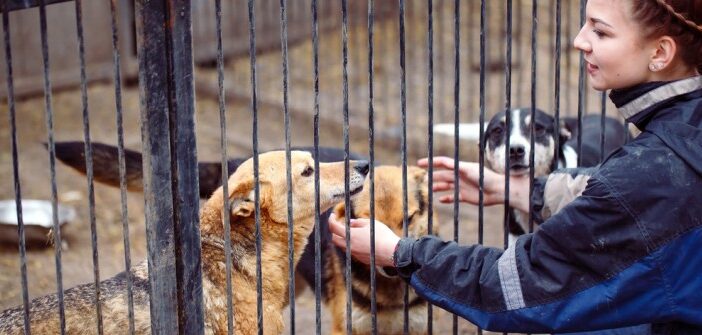 Hunde aus dem Ausland adoptieren: Tierschutz oder unnötige Qual?