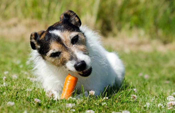 Statt herkömmlicher Leckerlis kann eine ganze Karotte eine schmackhafte und zugleich gesunde Alternative sein. (Foto: AdobeStock - 67922866 Helen Hotson) 