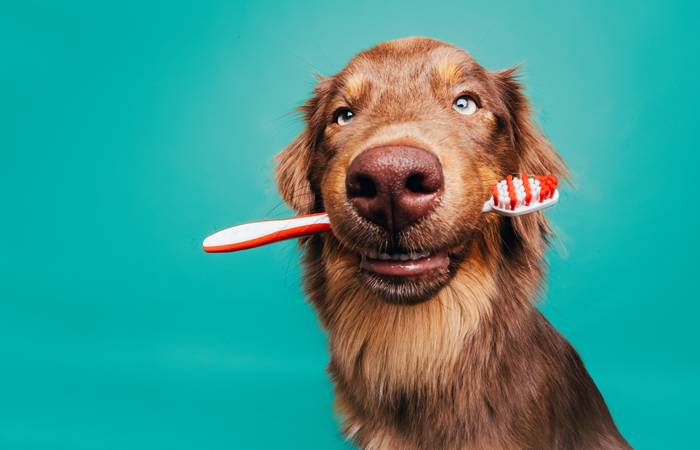 Zahnprobleme wie Zahnsteinbildung oder schlechte Zähne sind eine häufige Ursache für Mundgeruch bei Hunden. (Foto: AdobeStock - 341436315 Luetjemedia)