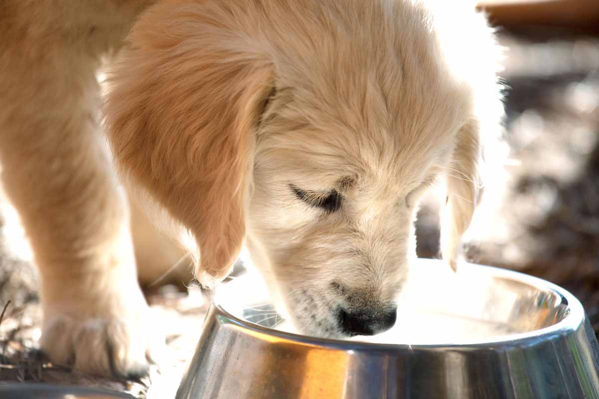 ERNÄHRUNG HUND