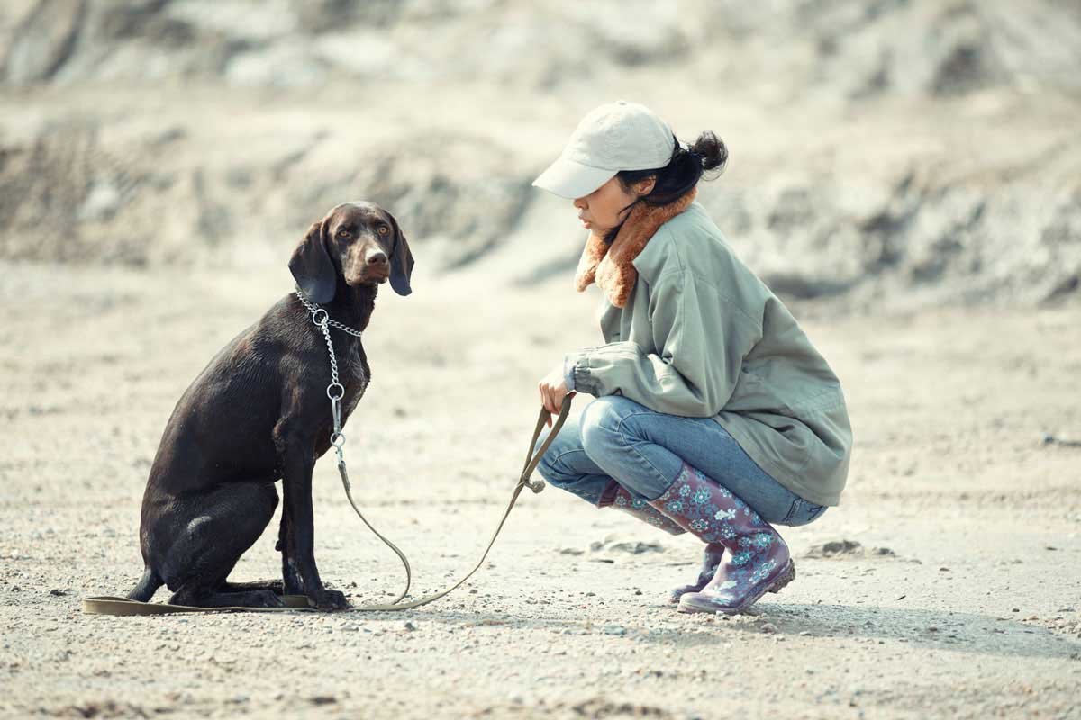 hunde-erziehung