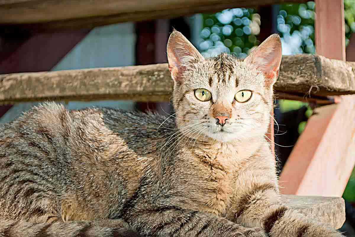 katzen-mood-2