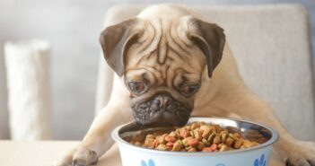 Hundefutter - meinen Hund richtig ernähren.