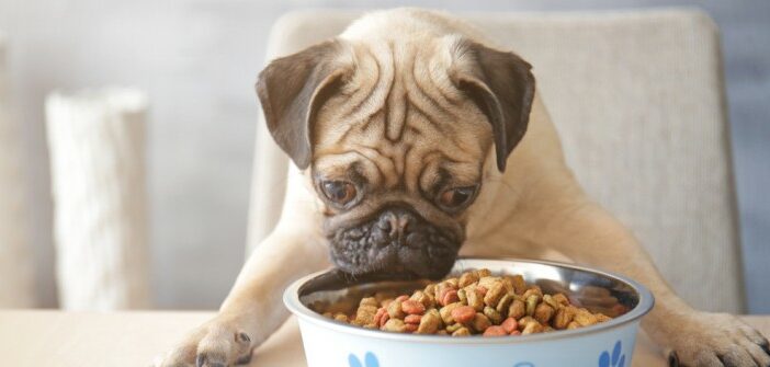 Hundefutter - meinen Hund richtig ernähren.