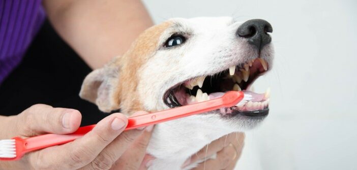 Hund und Zähne: darum richtig putzen