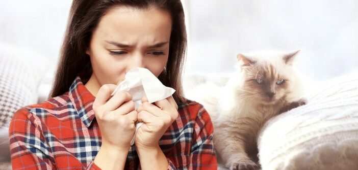 Katzen für Allergiker - Katze halten trotz Katzenallergie?