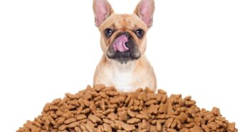 Getreidefreies Hundefutter: Nur das Beste für unseren Liebling