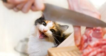 Katzenfutter selber machen