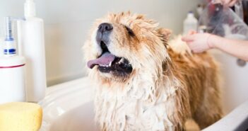 Hundeshampoo: Selber machen oder doch kaufen?