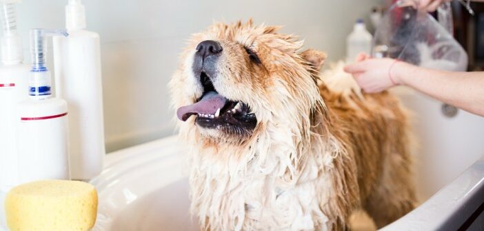 Hundeshampoo: Selber machen oder doch kaufen?