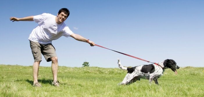 Leinenführigkeit: Hilfe mein Hund zieht an der Leine