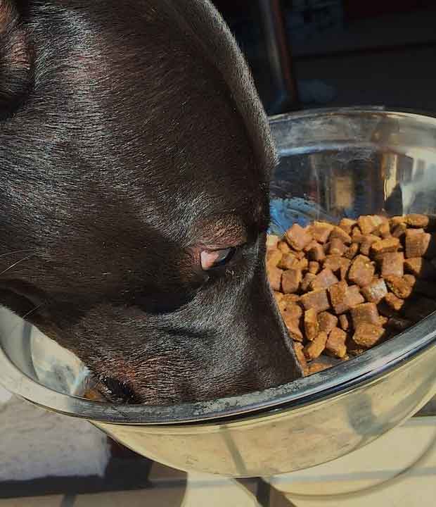 Paul schmeckt PLATINUM Hundefutter immer noch gut Paul schmeckt PLATINUM Hundefutter immer noch gut