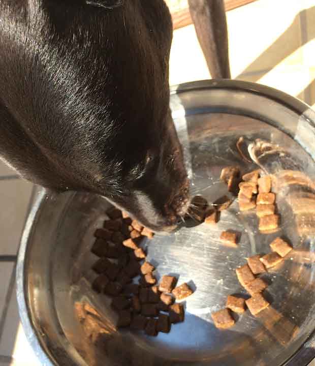 Paul testet PLATINUM Hundefutter Paul testet PLATINUM Hundefutter