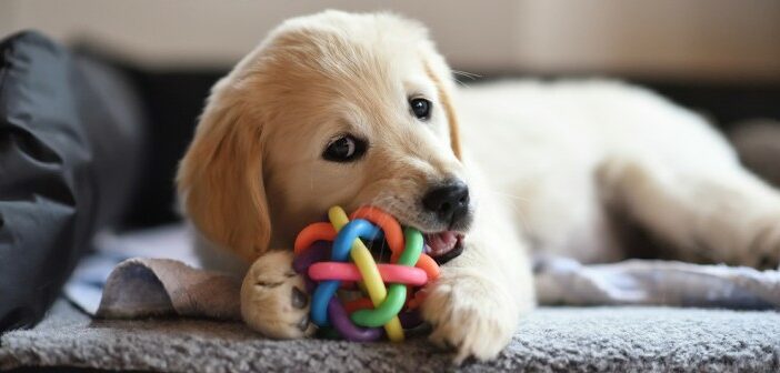 Hundespielzeug: des Welpen bester Freund