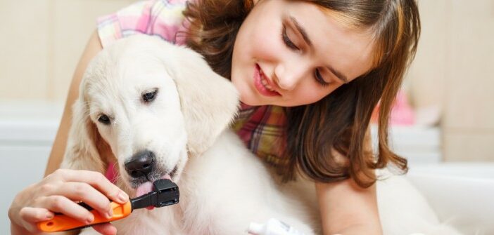 PLATINUM OCC: Oral-Clean+Care, PlaqueOff und Denticur RF2 - Zahnpflege für Hunde