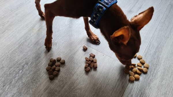 Hundefutter Test 2021 SELECT GOLD, REAL NATURE und PLATINUM