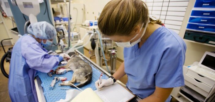Operationen für Hunde und Katzen